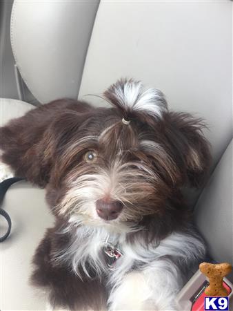 DixieMaeHavanese Picture 2